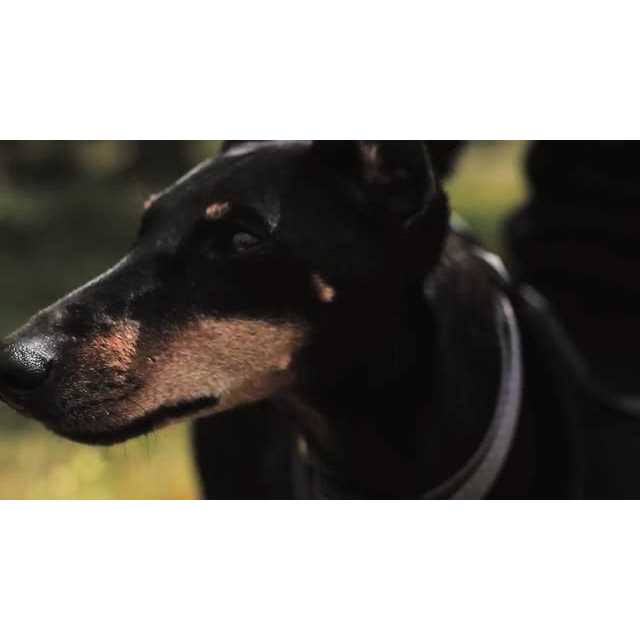 Step in Dog Harness B8943