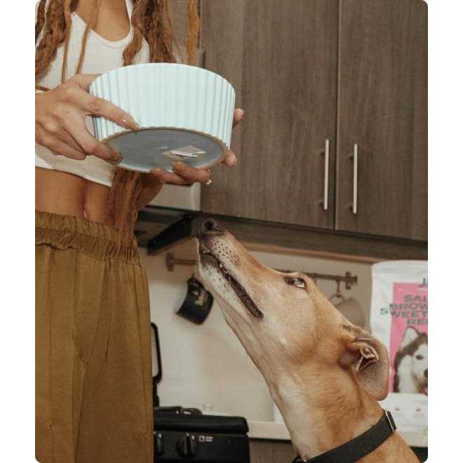 Freeze Dried Salmon Dog Food Topper Q583966