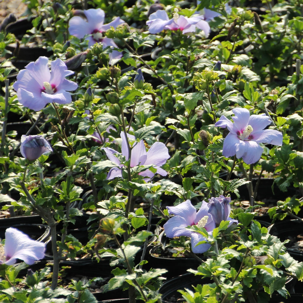 Hibiscus Bluebird in Grower Container 1 Piece F682