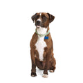 Macrame Dog Collar T759419