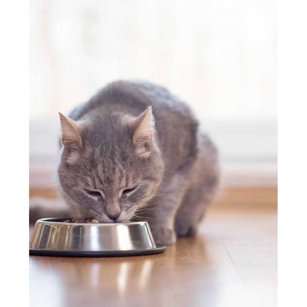 Chicken & Egg Cat Food C3254