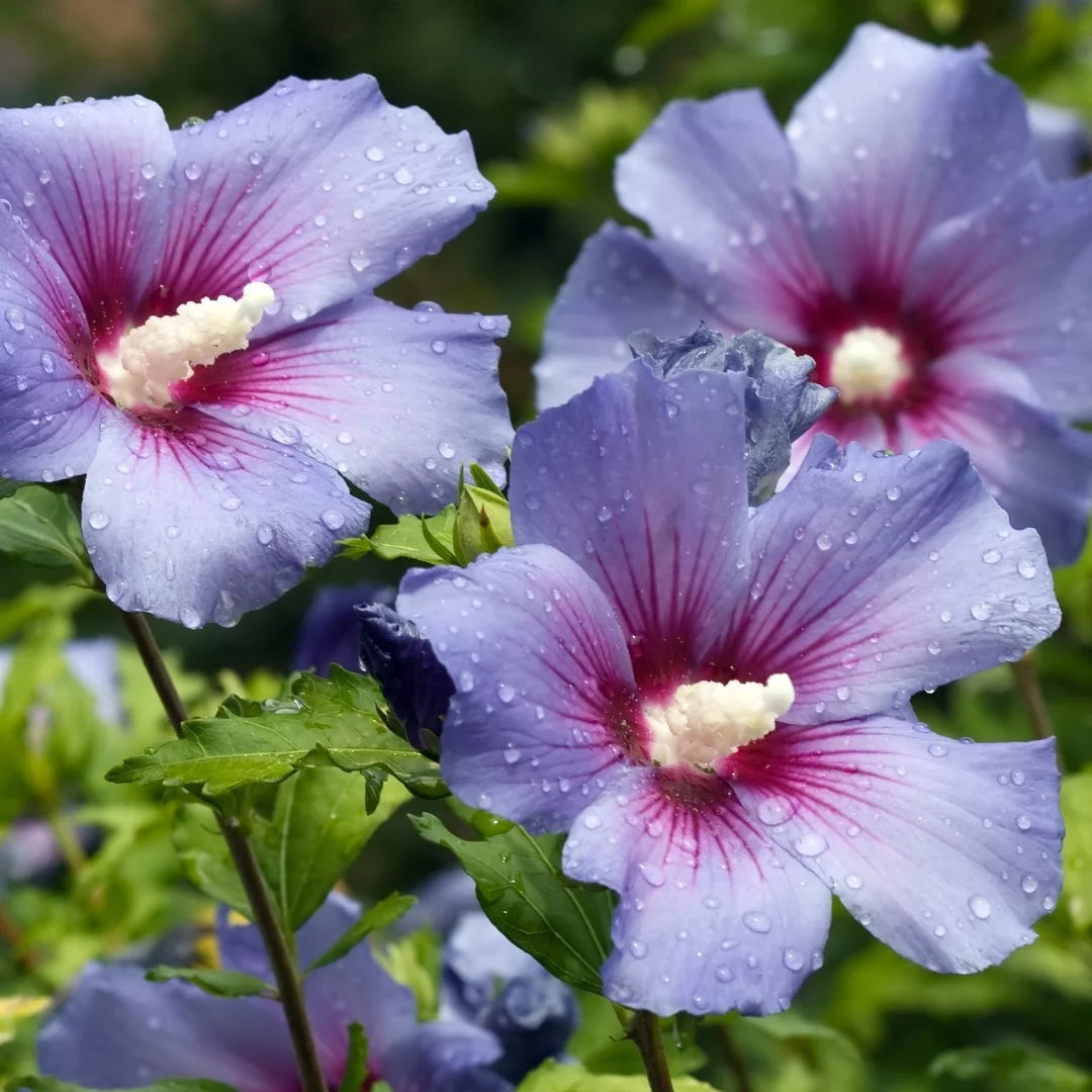 Hibiscus Bluebird in Grower Container 1 Piece F682