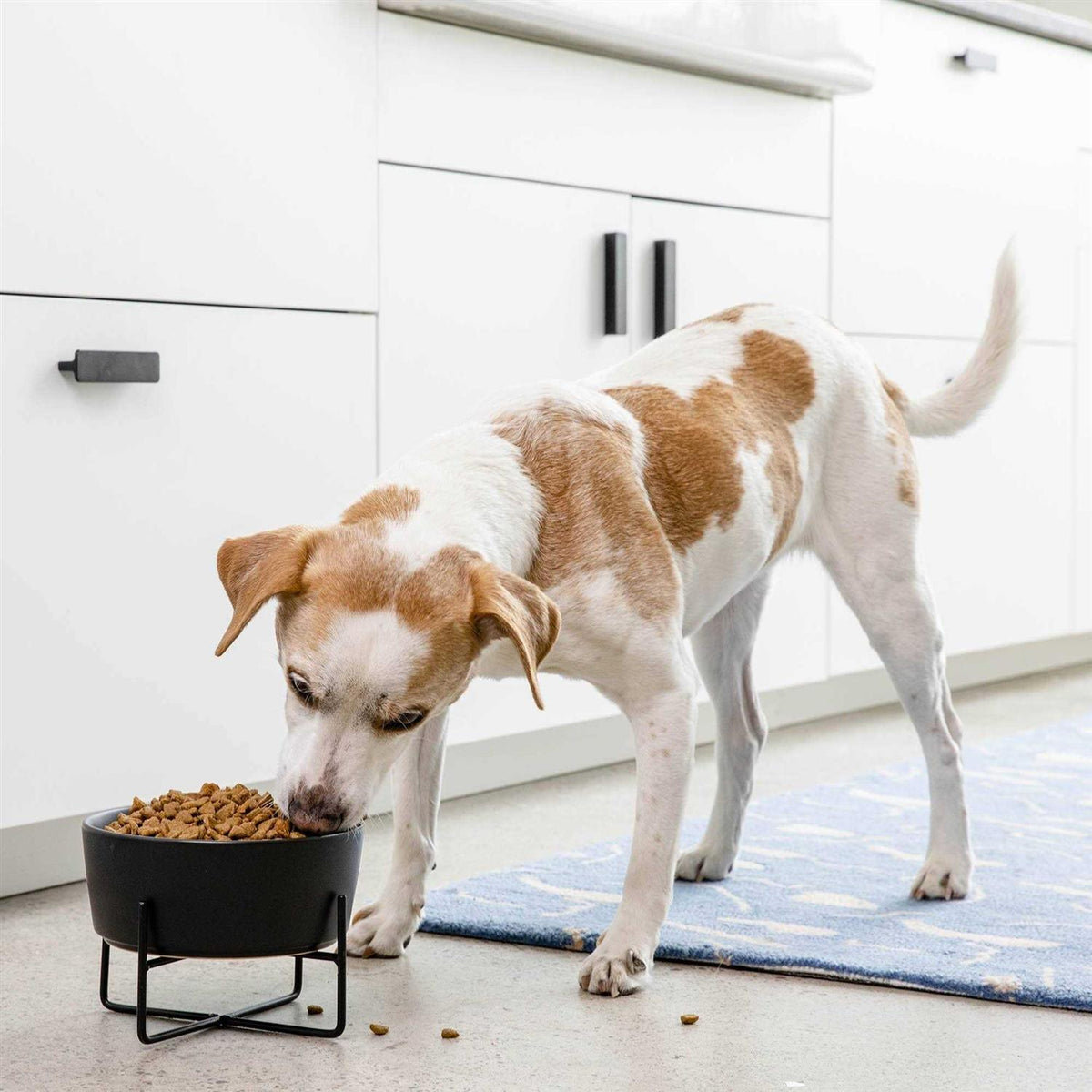 Solid Bowl + Dog Bowl Stand Y6852