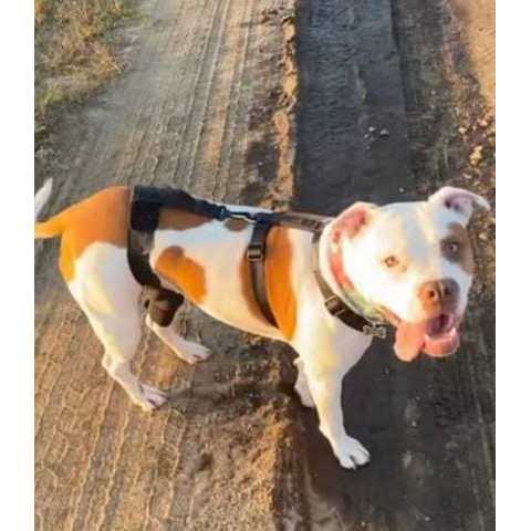 Dog & Cat Knee Brace O86385