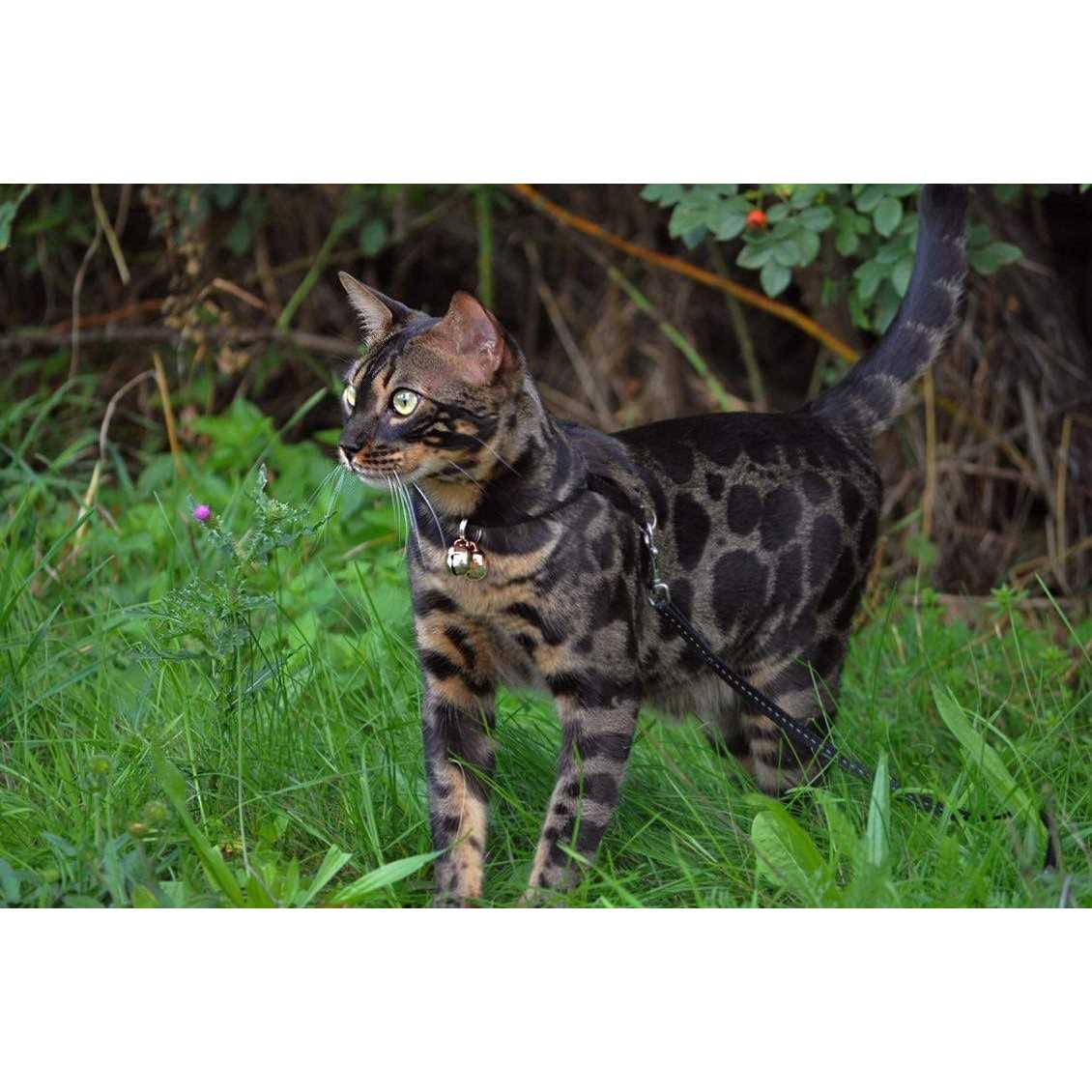 Extra Loud Cat & Dog Bells E4198