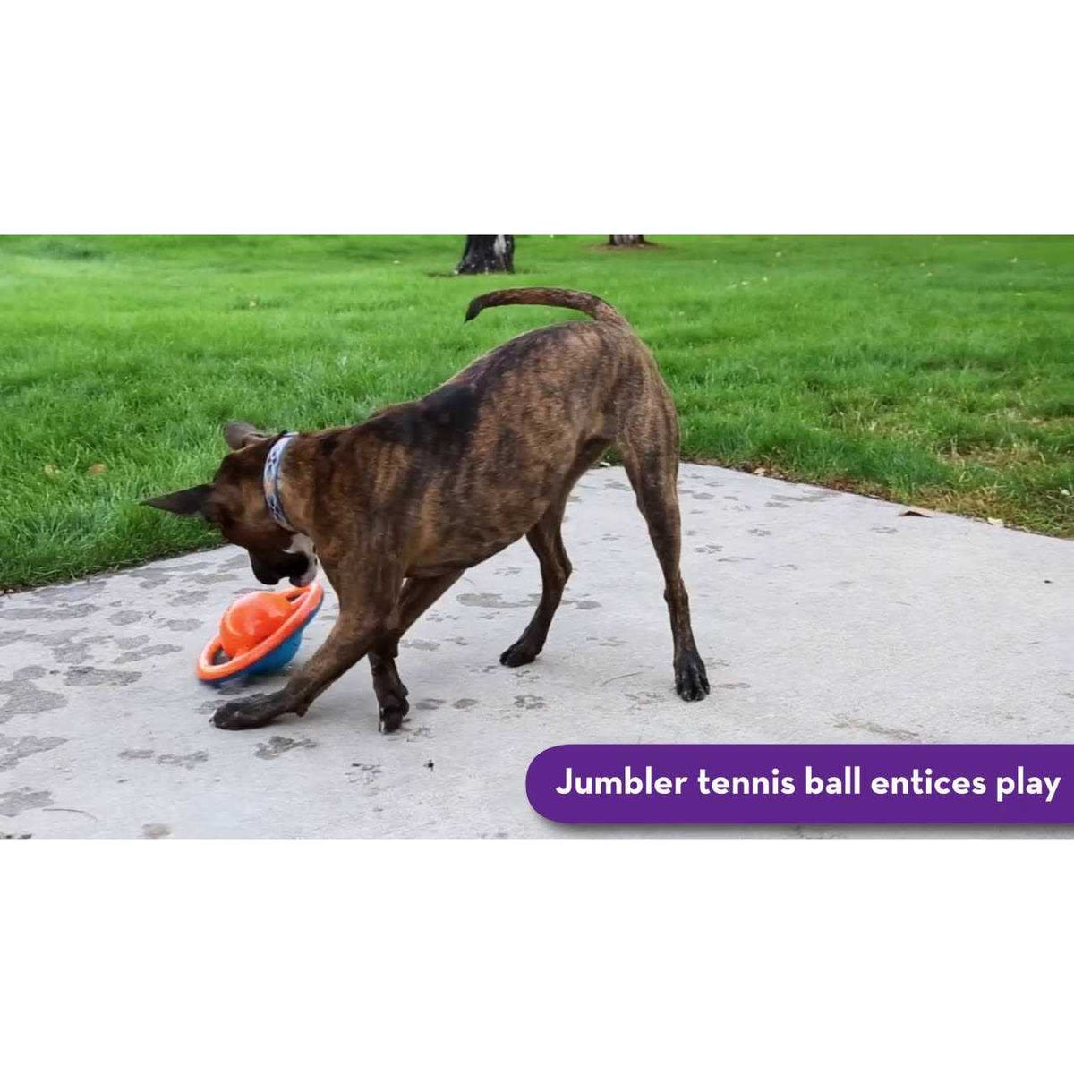 Dog Toy N763