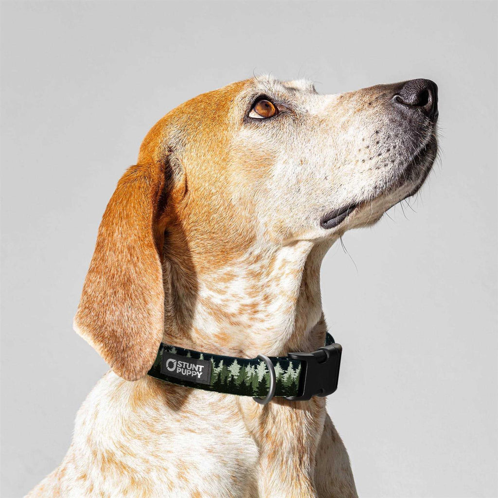 Dog Collar H739340