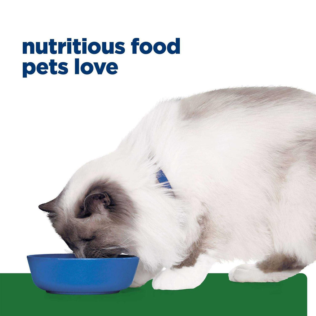 Chicken Flavor Dry Cat Food Y169
