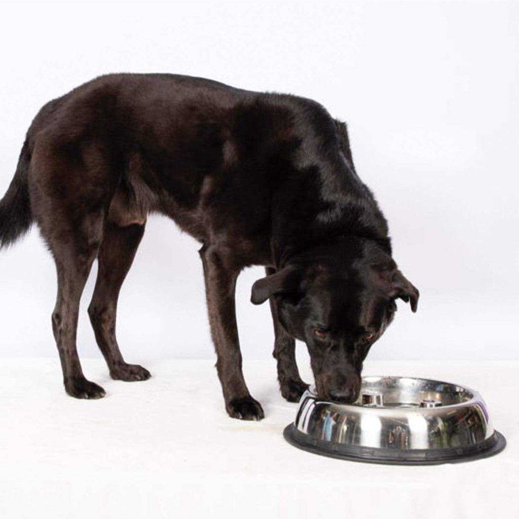 Stainless Steel Dog Bowl Y85098