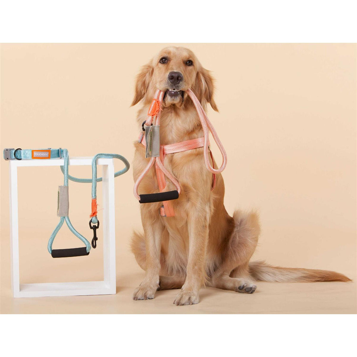 Nylon Dog Harness and Leash G508570