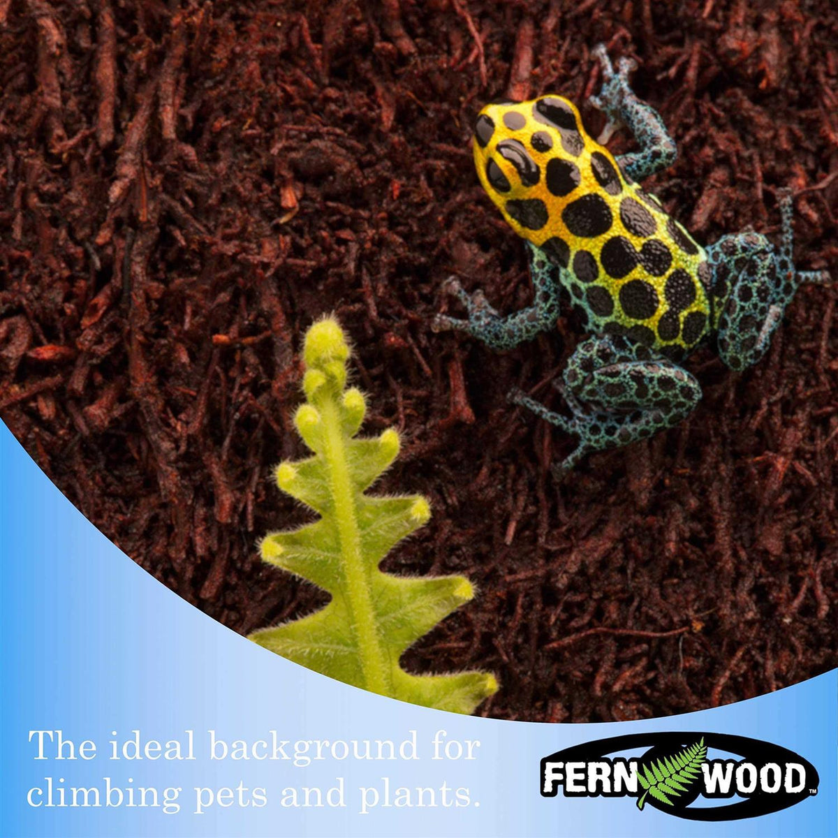 Fern Wood New Zealand Tree Fern Tropical Background Panel Twin Pack Y405