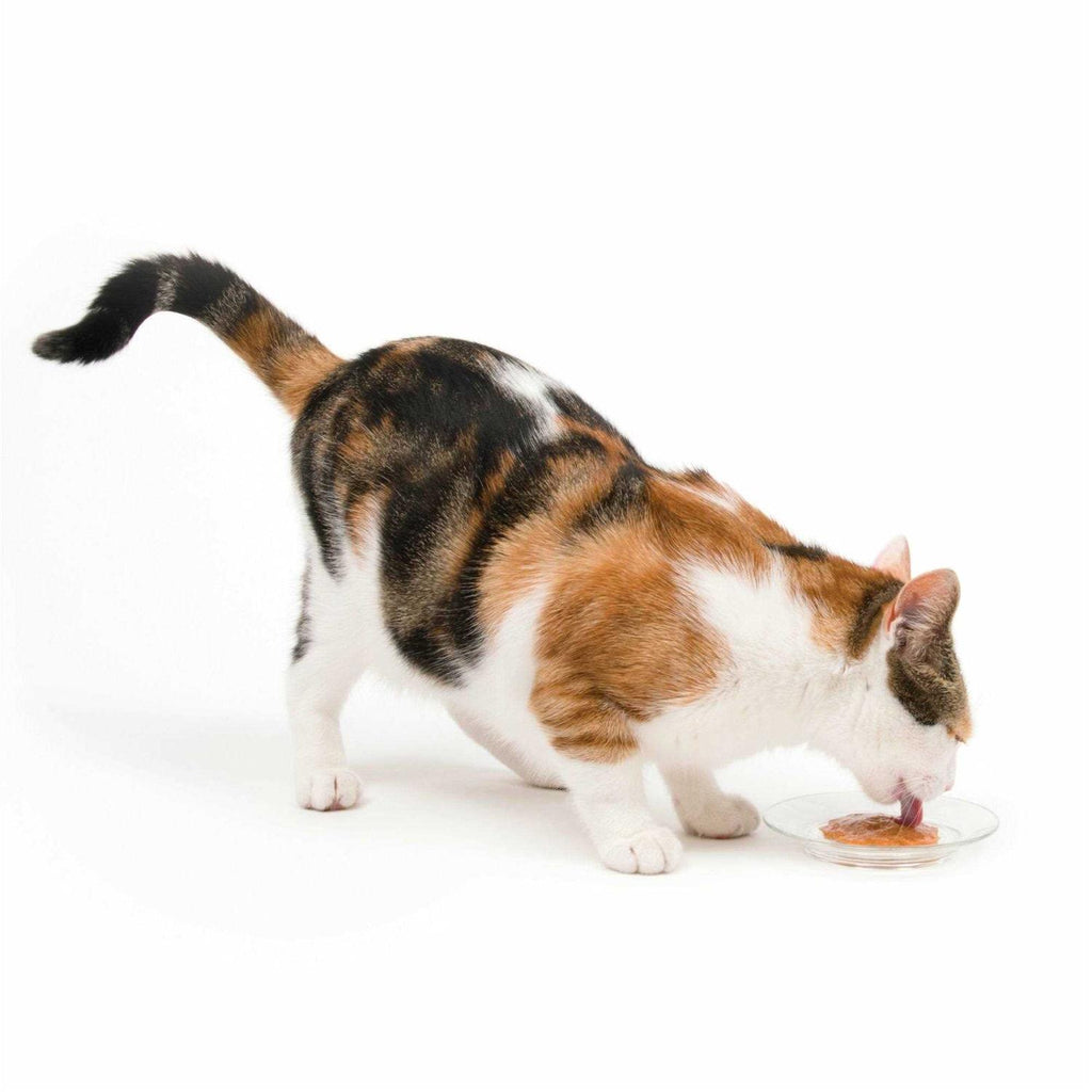 Cat Supplies O59596